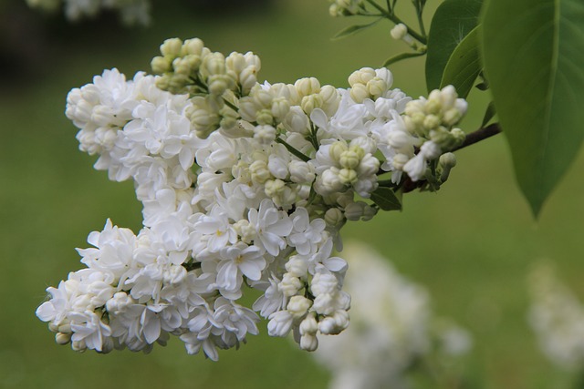 Mini Sering op stam: Een sierlijke toevoeging aan je tuin